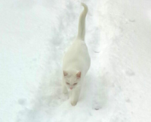 白猫入白雪