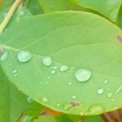 葉の上の水滴