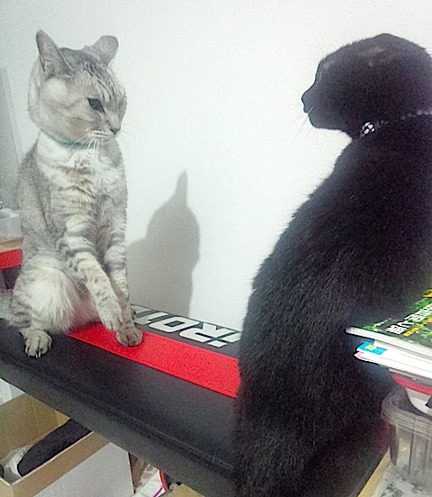 日記 〈黒猫の Coming on Strong〉