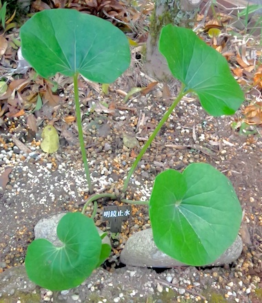 石蕗  明鏡止水