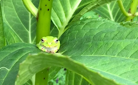 アマガエル