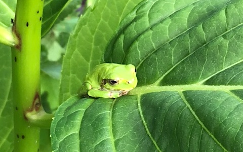 ribbit-ribbit  ケロケロ