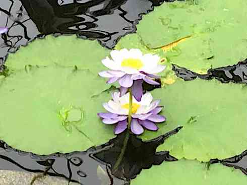蓮の花