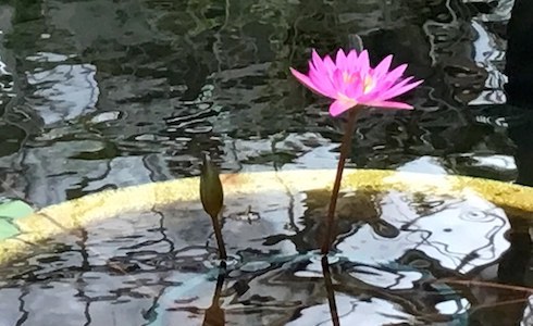 空手蛙