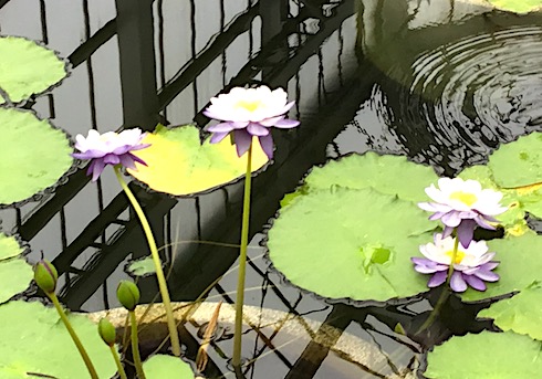 ribbit-ribbit  ケロケロ