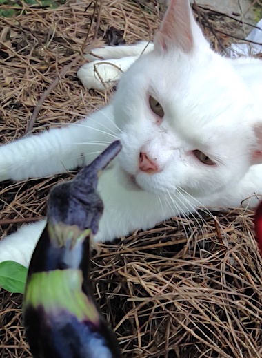 Snowy and eggplant