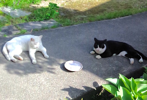 Snowy and Bruce