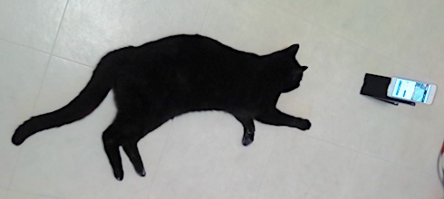 動画を見る小夜