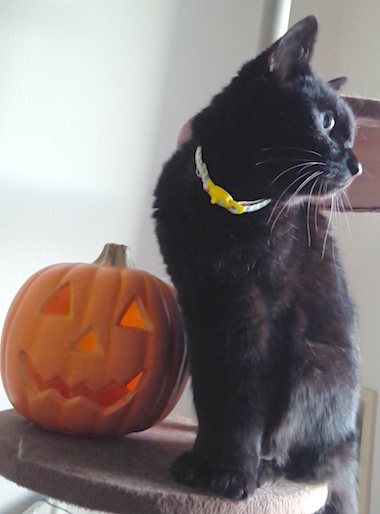 小夜 & pumpkin