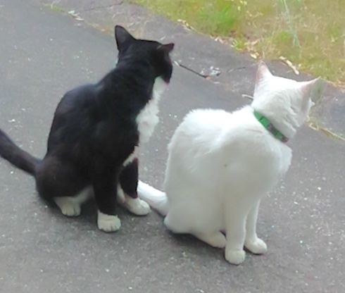 Snowy and Bruce