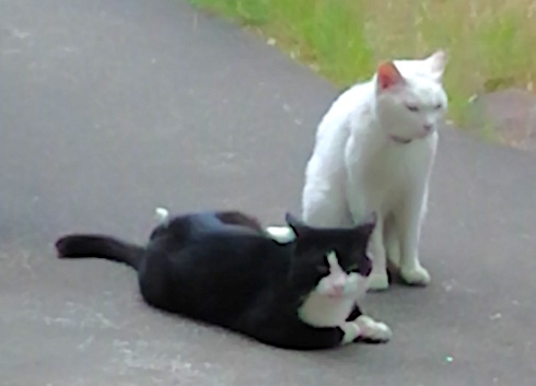 Snowy and Bruce