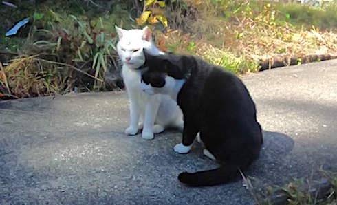 Snowy and Bruce