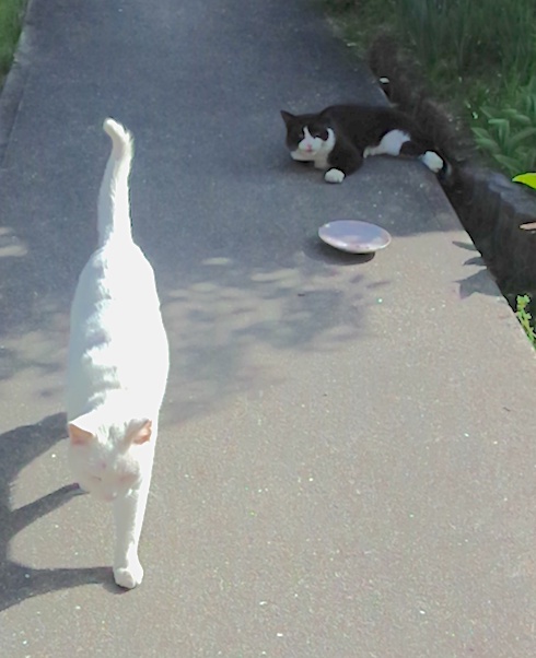 Snowy and Bruce