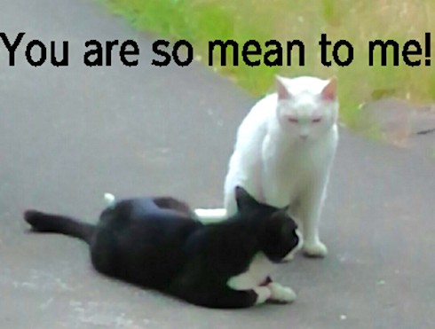 Snowy and Bruce