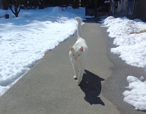Snowy