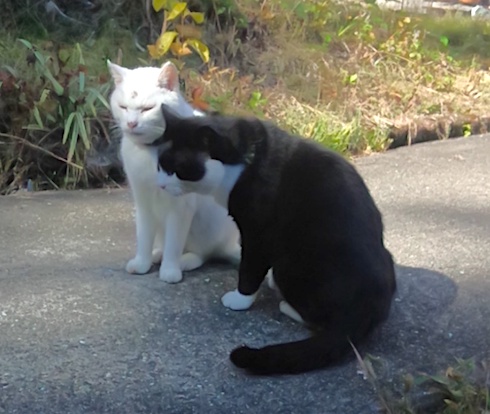 Snowy and Bruce