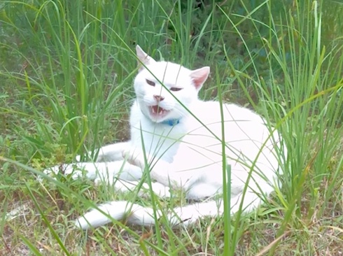 草むらのスノーウィー