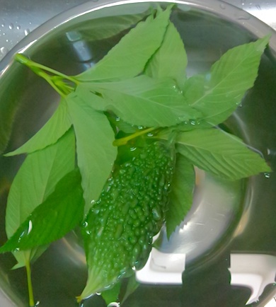 ゴーヤとモロヘイヤ