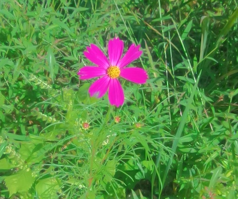 ベイビーコスモス