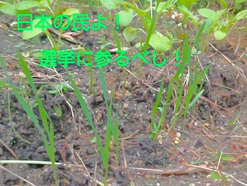 2026年2月8日衆議院選挙