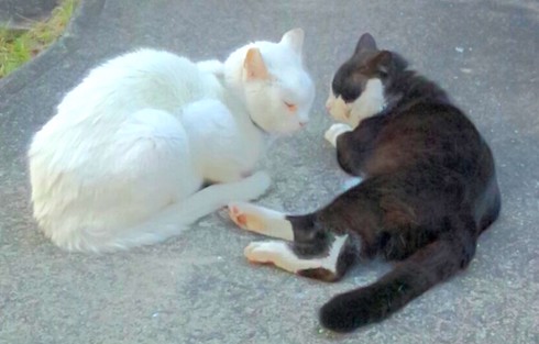 スノーウィ＆ブルース