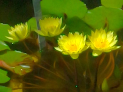 蓮の花