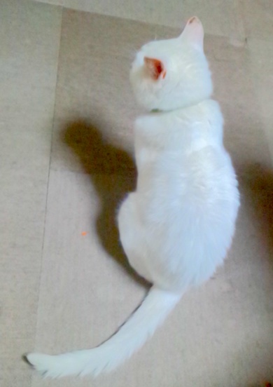 スノウィー
