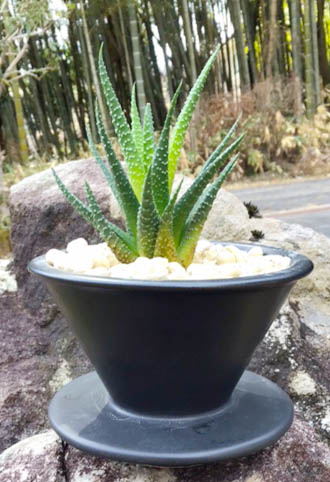 ハオルチア 硬葉