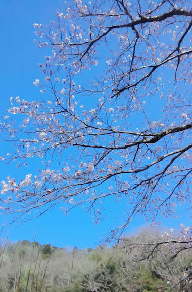 桜