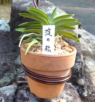 富貴蘭 淀の松